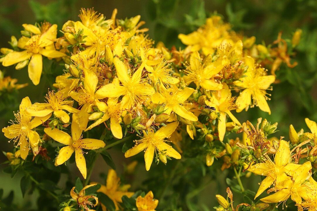 Herba de San Xoán por potencia