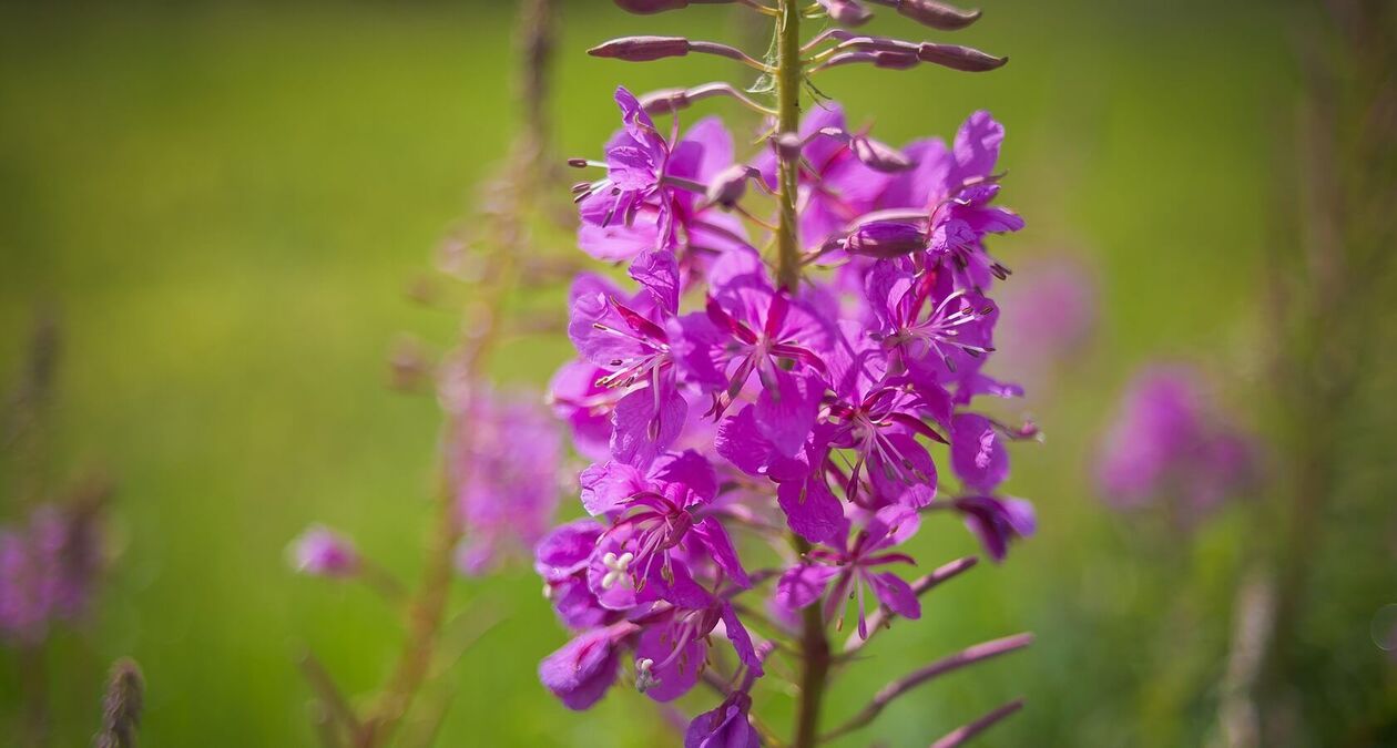 fireweed para a saúde dos homes