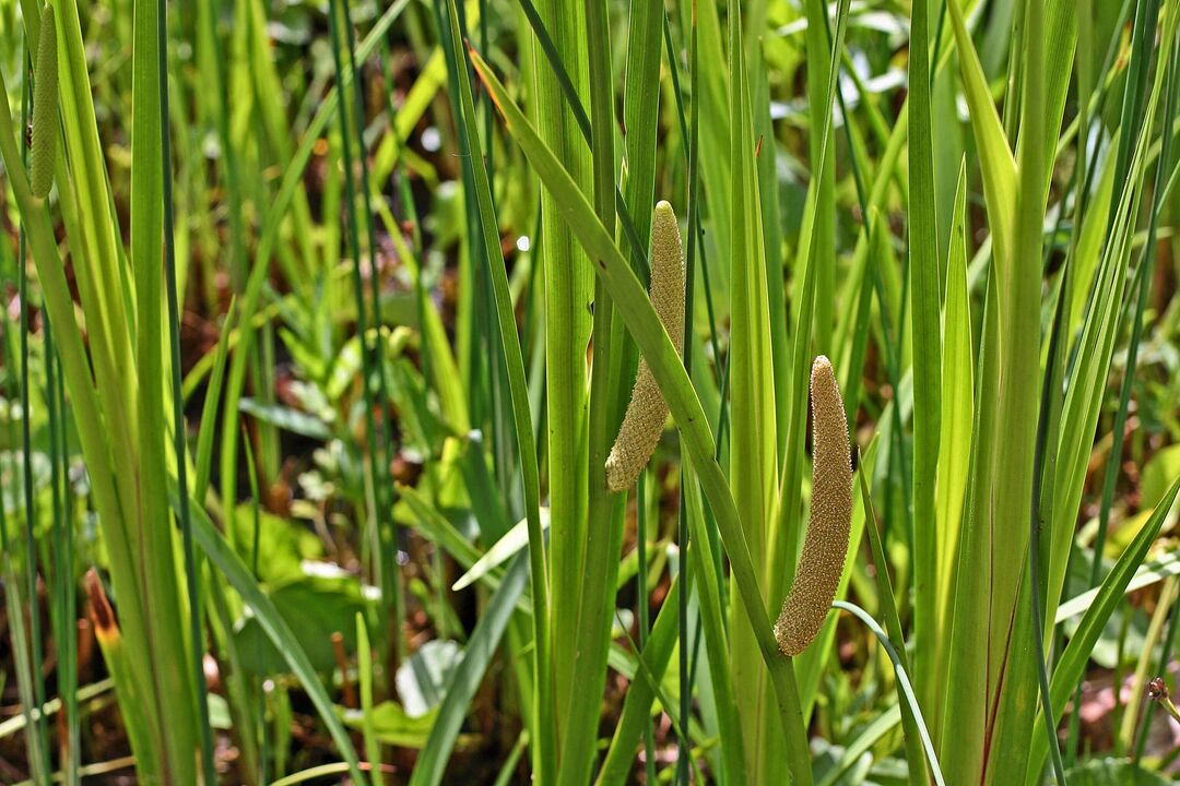 herba calamus para potencia